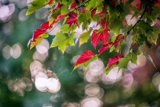 1262991 (a): :2500x1667